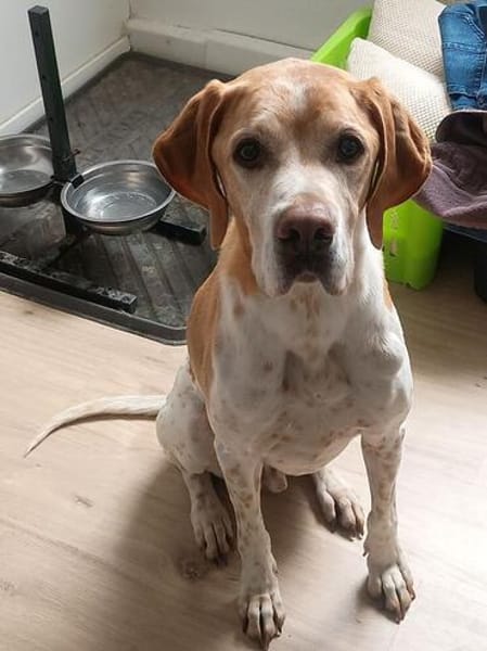 BEAU-menschenbezogener,freundlicher Rüde