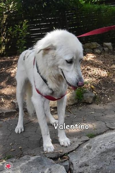 VALENTINO