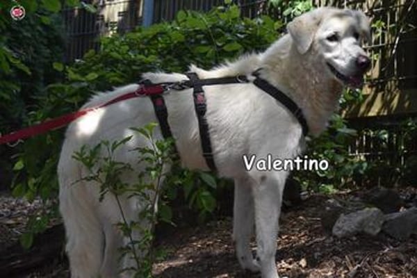 VALENTINO
