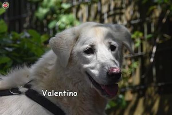 VALENTINO