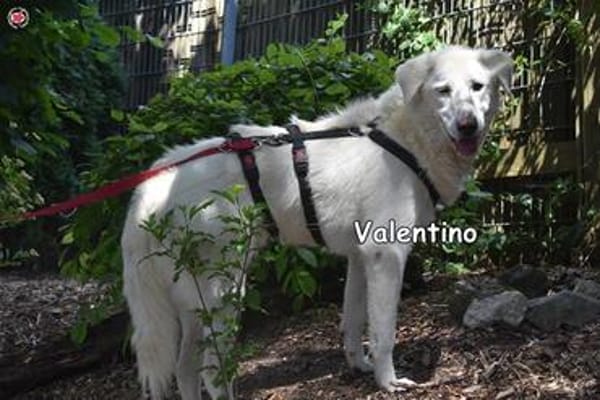VALENTINO