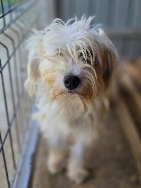DORI-zuckersüße, freundliche Bichon-Mix-Hündin