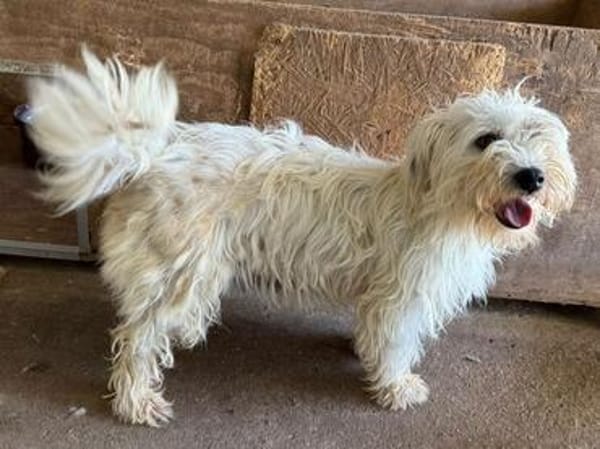 DORI-zuckersüße, freundliche Bichon-Mix-Hündin