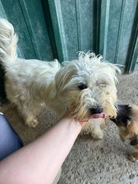 DORI-zuckersüße, freundliche Bichon-Mix-Hündin