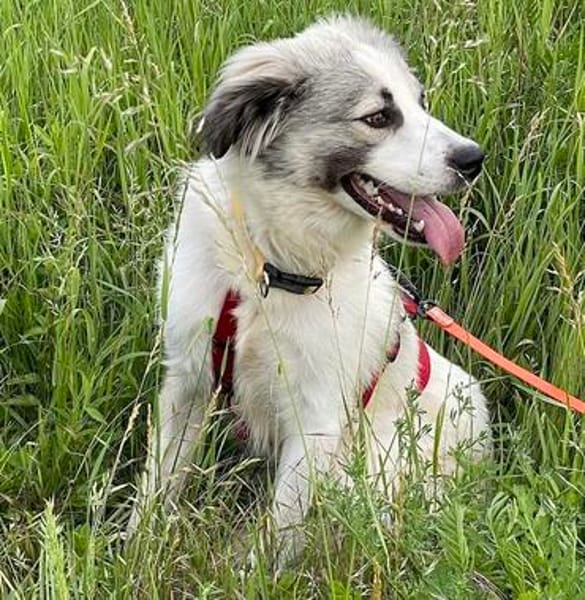 Willow - schüchterner Rüde sucht Familie
