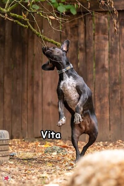 VITA