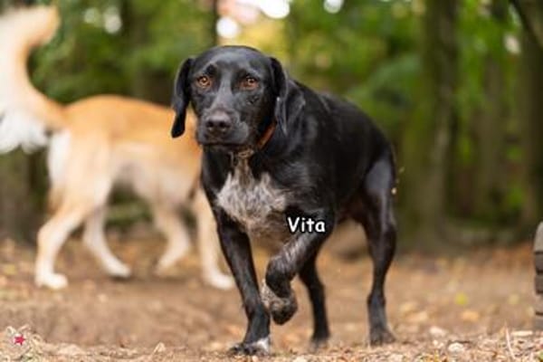 VITA