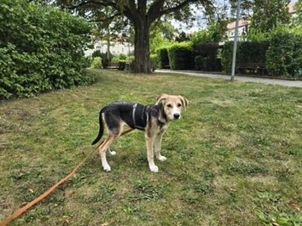 Amber - die menschenbezogene Herzenshündin