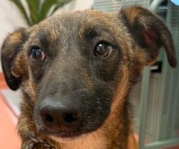 Unser zartes Hundeseelchen Sam sucht ein neues Zuhause