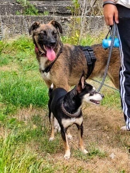 Unser zartes Hundeseelchen Sam sucht ein neues Zuhause
