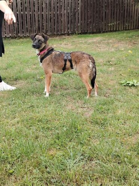 Unser zartes Hundeseelchen Sam sucht ein neues Zuhause
