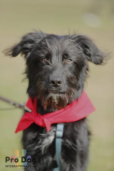 Hundekind Joker auf Pflegestelle