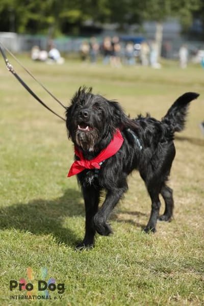 Hundekind Joker auf Pflegestelle