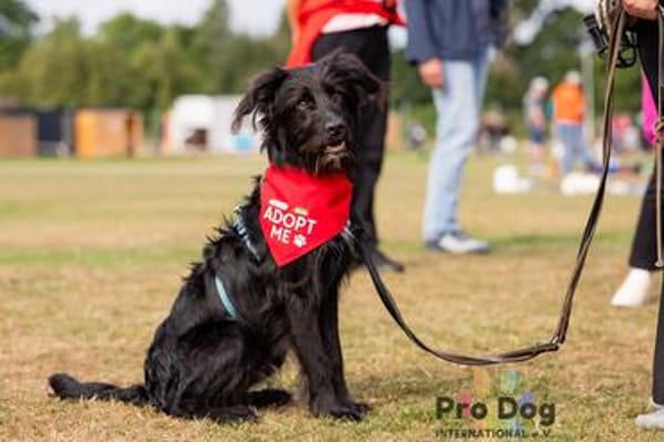 Hundekind Joker auf Pflegestelle