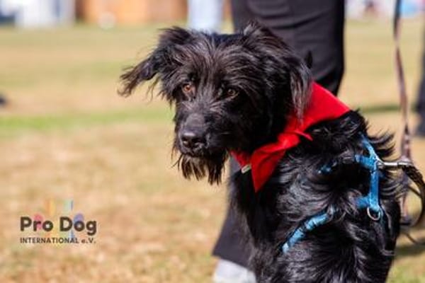 Hundekind Joker auf Pflegestelle