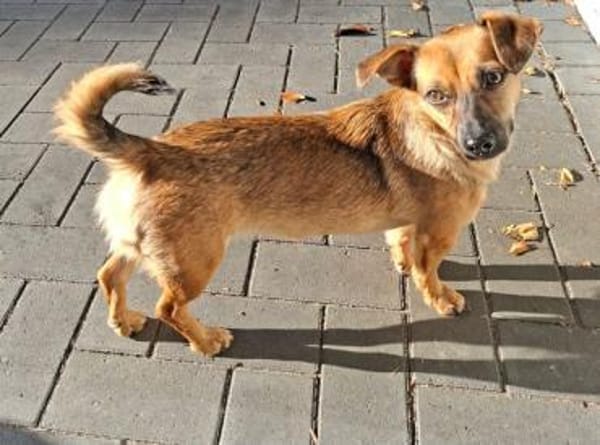 ARYA -Verschmust & lebhaft-