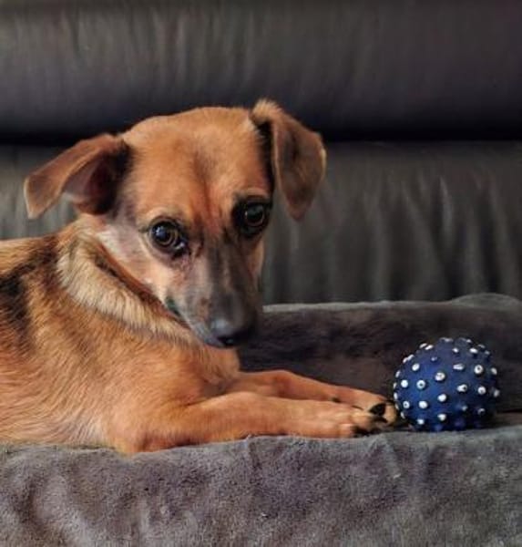 ARYA -Verschmust & lebhaft-