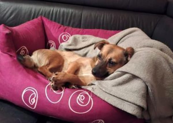 ARYA -Verschmust & lebhaft-
