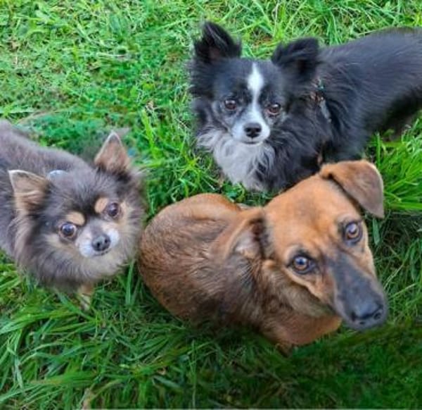ARYA -Verschmust & lebhaft-