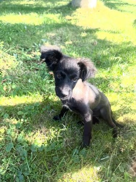 Liebe kleine Kaya sucht ein Körbchen