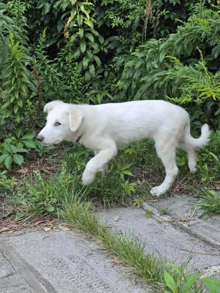 Snow - die kleine Entdeckerin mit eigenem Kopf