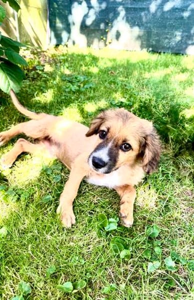 Willi ein liebes Kerlchen