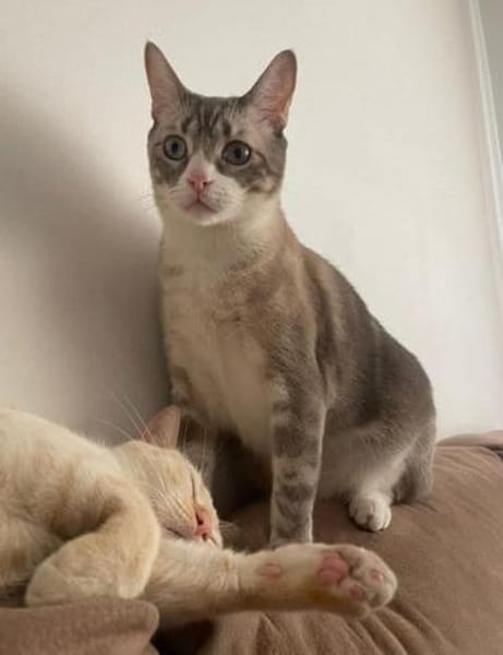 Rayo &Stewie  ein  Herz und eine Seele