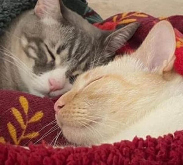 Rayo &Stewie  ein  Herz und eine Seele