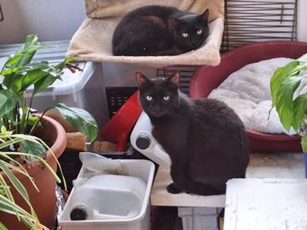 Unser wunderhübsches Gabi und Gabi suchen ein Zuhause
