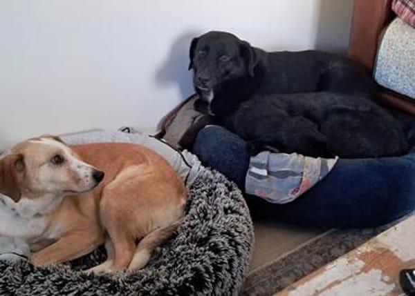 Ollie - wartet auf einfühlsame Menschen