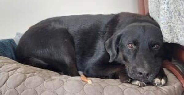 Ollie - wartet auf einfühlsame Menschen