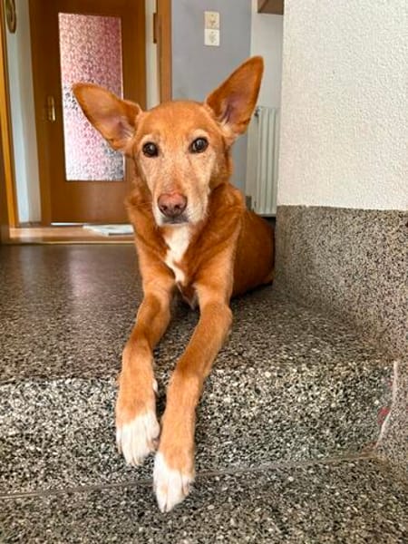 Menschenbezogener Lapa