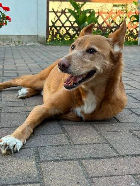 Menschenbezogener Lapa