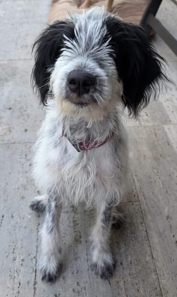 Winifred, geb. ca. 02/2026, 87763 Lautrach