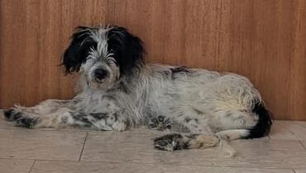 Winifred, geb. ca. 02/2026, 87763 Lautrach