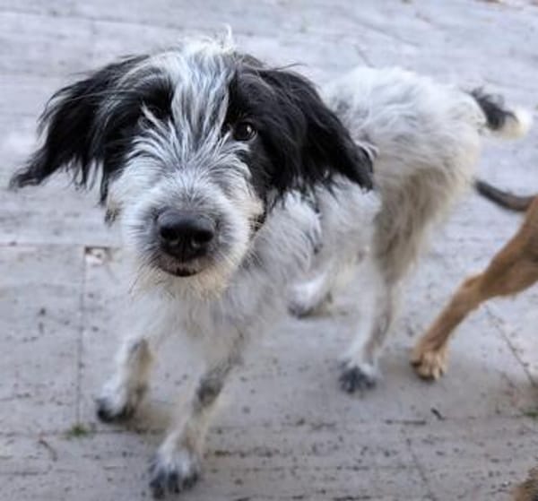 Winifred, geb. ca. 02/2026, 87763 Lautrach