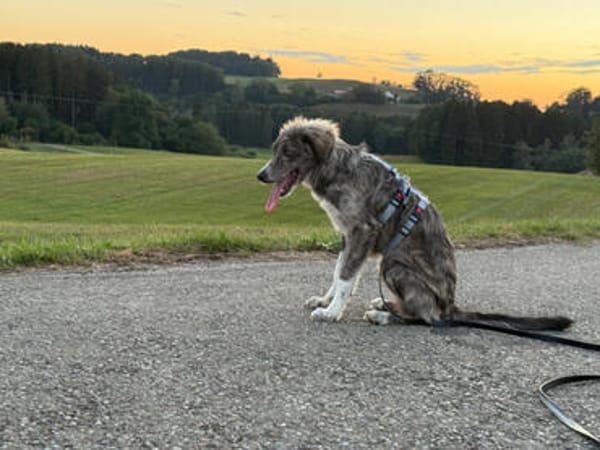Ortensia sucht passendes Körbchen