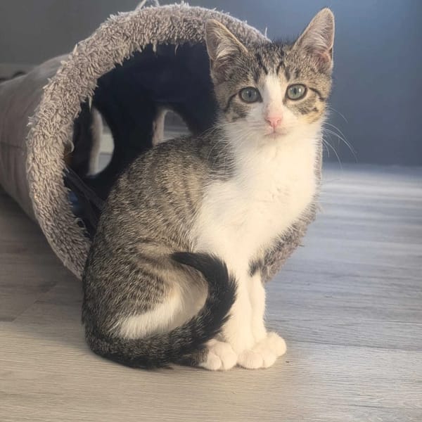 Mozaika