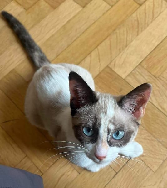 GRACIE À ADOPTER AVEC UN CHAT DÉJÀ PRÉSENT CHEZ VOUS
