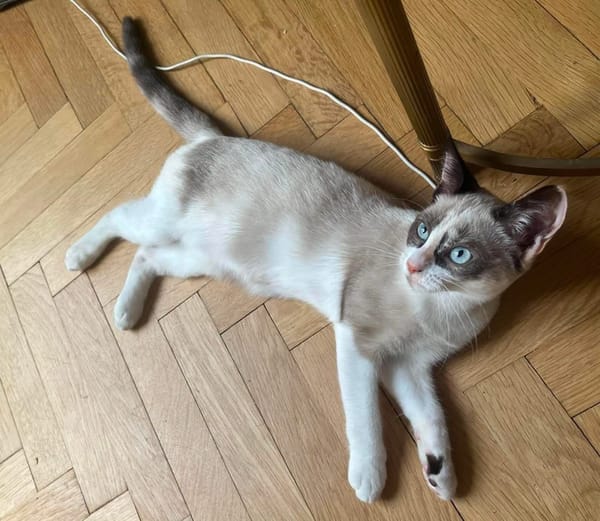 GRACIE À ADOPTER AVEC UN CHAT DÉJÀ PRÉSENT CHEZ VOUS