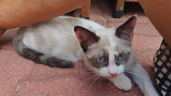 GRACIE À ADOPTER AVEC UN CHAT DÉJÀ PRÉSENT CHEZ VOUS