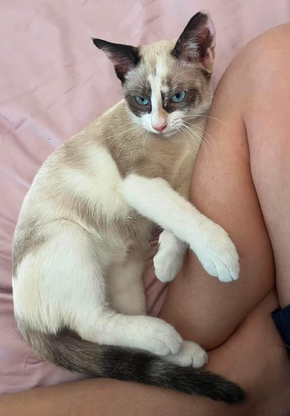 GRACIE À ADOPTER AVEC UN CHAT DÉJÀ PRÉSENT CHEZ VOUS