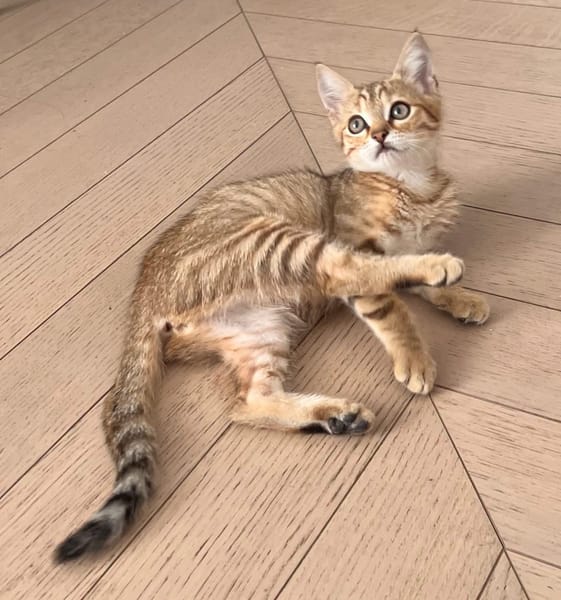 ISSEKI À ADOPTER AVEC UN CHAT DÉJÀ PRÉSENT CHEZ VOUS