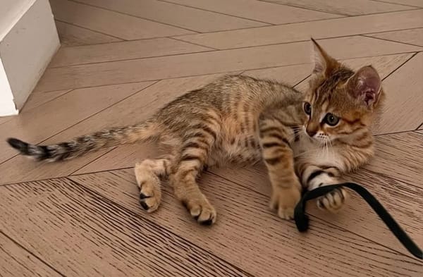 ISSEKI À ADOPTER AVEC UN CHAT DÉJÀ PRÉSENT CHEZ VOUS