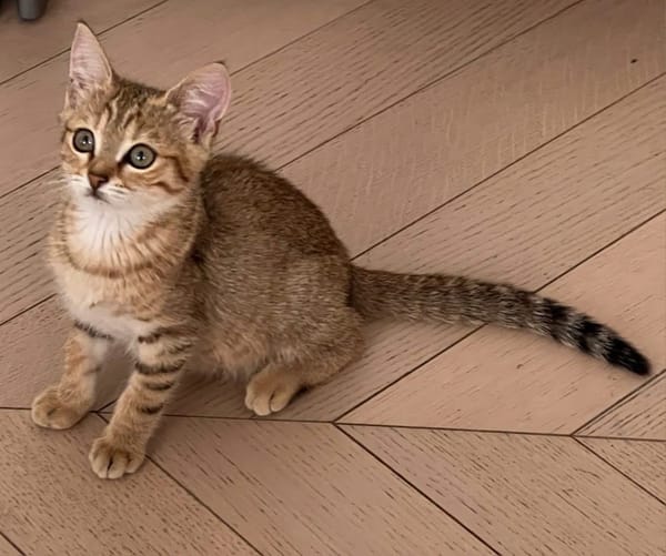 ISSEKI À ADOPTER AVEC UN CHAT DÉJÀ PRÉSENT CHEZ VOUS