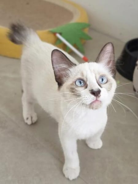 Liebe Katzenkinder Cali, Tina und Eddie