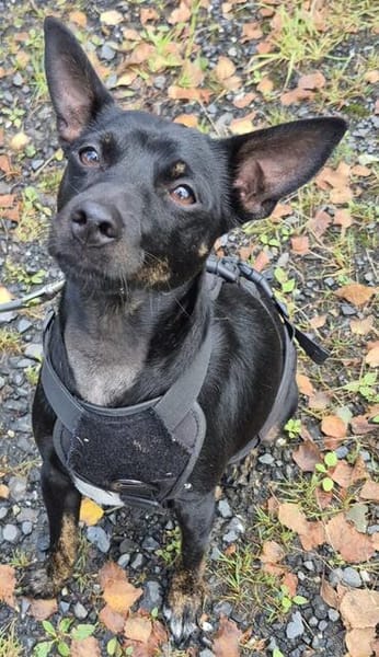 Marco ein kleiner Pinscher sucht sein Zuhause