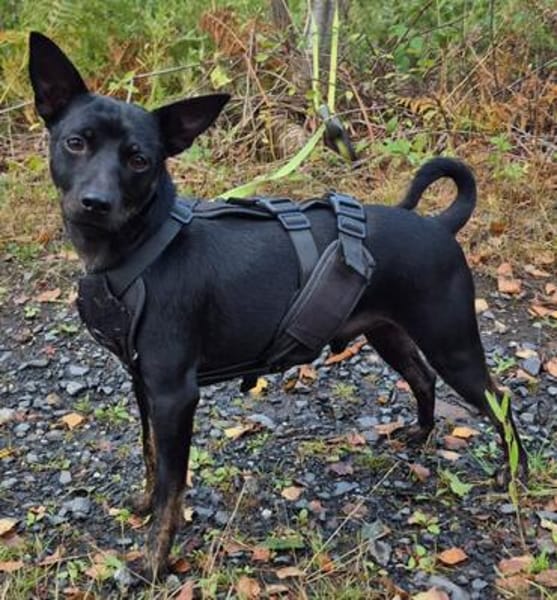 Marco ein kleiner Pinscher sucht sein Zuhause