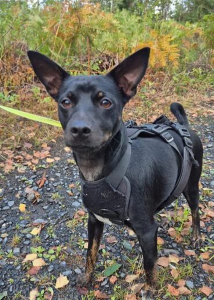 Marco ein kleiner Pinscher sucht sein Zuhause