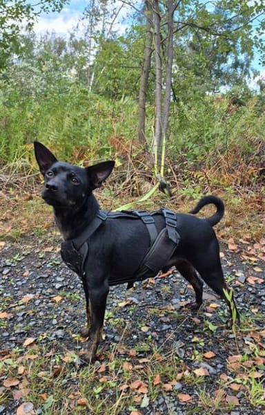Marco ein kleiner Pinscher sucht sein Zuhause